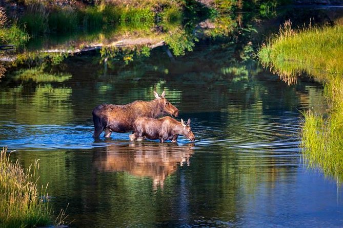 Half Day Group Sunset Wildlife Safari - What’s included (and what you’ll pay separately)