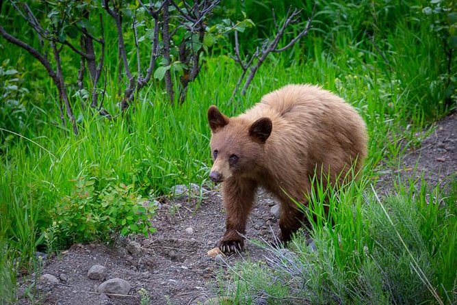 Half Day Group Sunset Wildlife Safari - Pickup logistics in Jackson Hole: fewer headaches, more dusk