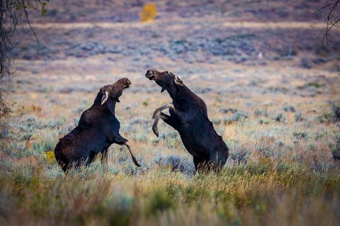 Half Day Group Sunset Wildlife Safari - Price and value: what $168.95 buys you