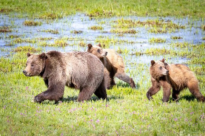 Half Day Group Sunset Wildlife Safari - Weather, packing, and phone-photo tips for golden hour