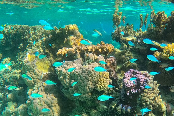 Half day lagoon safari tour in Bora Bora- Shared tour - How pickup works and why the meeting point matters