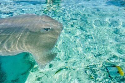 Half day lagoon safari tour in Bora Bora- Shared tour - What the tour includes (and what you’ll need to bring)