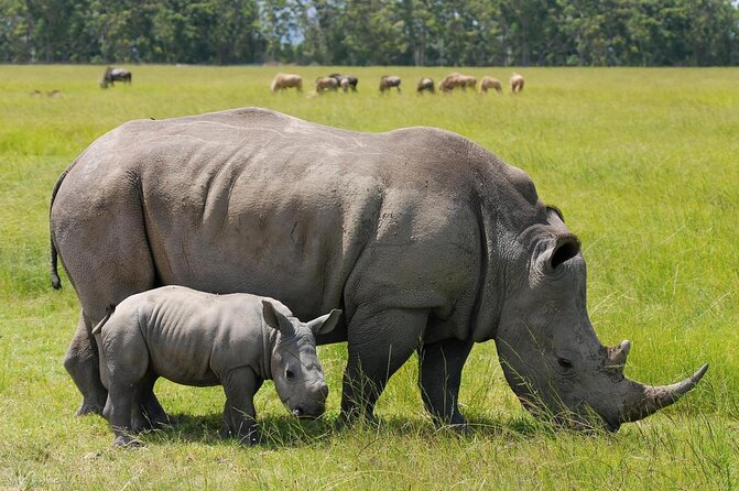 Half-Day Nairobi National Park Safari from Nairobi with Free Pickup - Key Safari Takeaways Before You Go