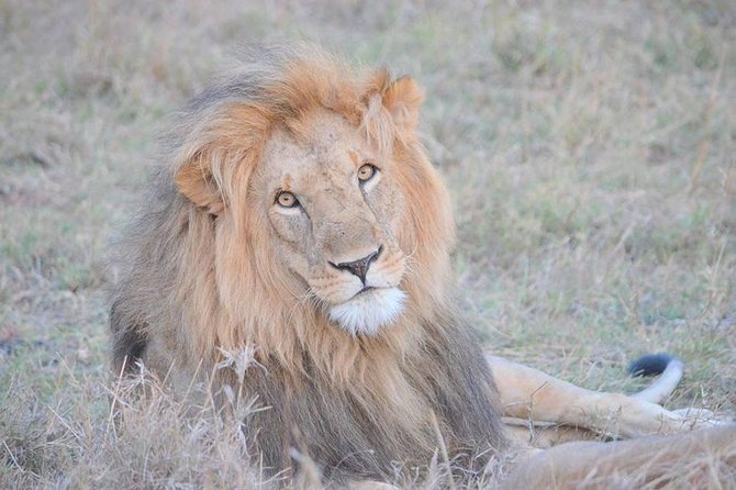Half-Day Nairobi National Park Safari from Nairobi with Free Pickup - Nairobi National Park From City Center: Why This Safari Works
