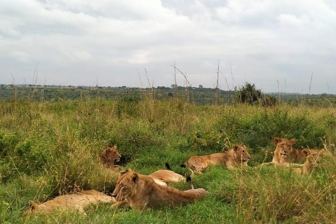 Half-Day Nairobi National Park Safari from Nairobi with Free Pickup - Big Five Chances Without the Elephant Detour
