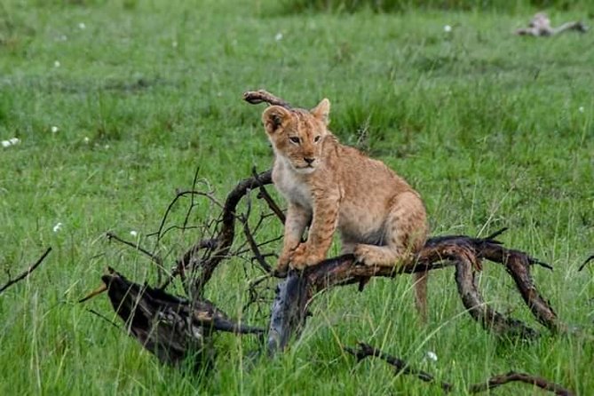 Half-Day Nairobi National Park Safari from Nairobi with Free Pickup - Price and Logistics: What You’re Really Paying