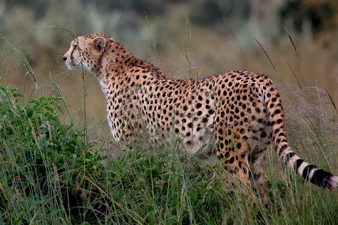 Half-Day Nairobi National Park Safari from Nairobi with Free Pickup - Should You Book This Nairobi National Park Half-Day Safari?