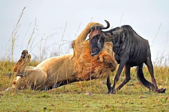 Half-Day Nairobi National Park Safari from Nairobi with Free Pickup - FAQ