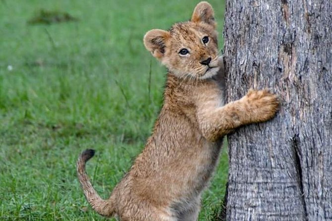 Half-Day Nairobi National Park Safari from Nairobi with Free Pickup - A Realistic Wildlife Game Plan for 6 Hours