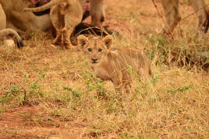 Half day safari from johannesburg - Key things to know before you go
