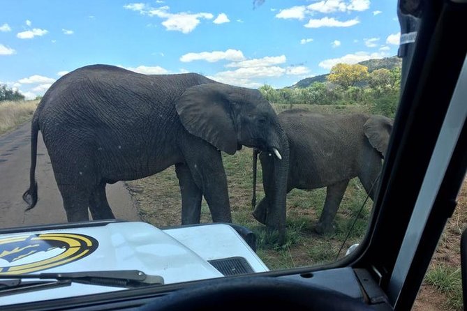Half day safari from johannesburg - Dinokeng Game Reserve: The 3-Hour Core of the Safari