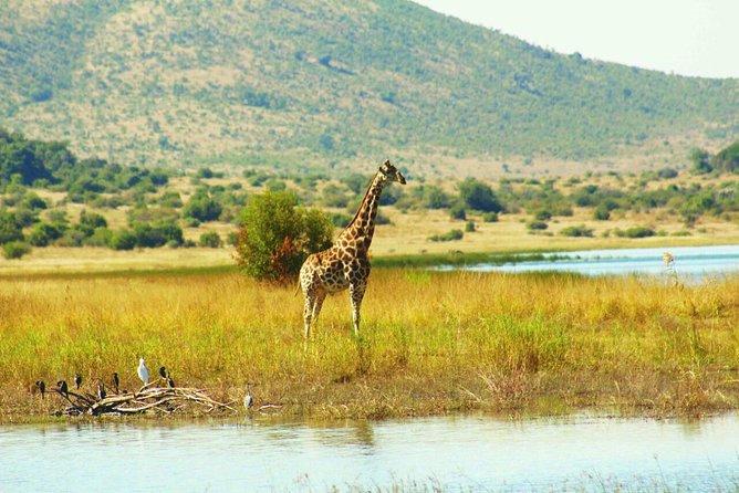 Half day safari from johannesburg - Morning or Afternoon: Choosing the Best Timing for What You Want
