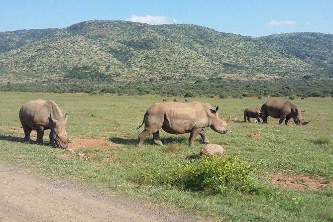 Half day safari from johannesburg - Price and Value: What Your $162.92 Gets You (and What Doesn’t)