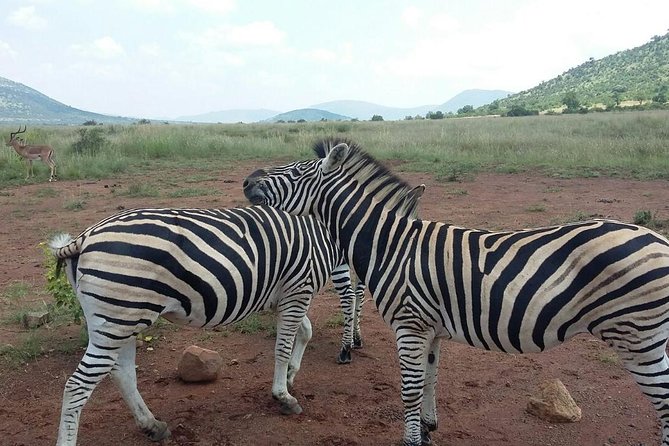 Half day safari from johannesburg - Guides You Can Actually Learn From (Ben, Johandri, Darren, Dean)