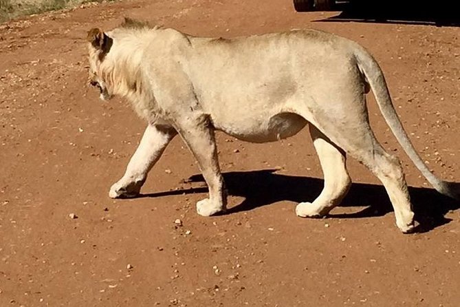 Half day safari from johannesburg - Askari Game Lodge Timing and How the Day Flows