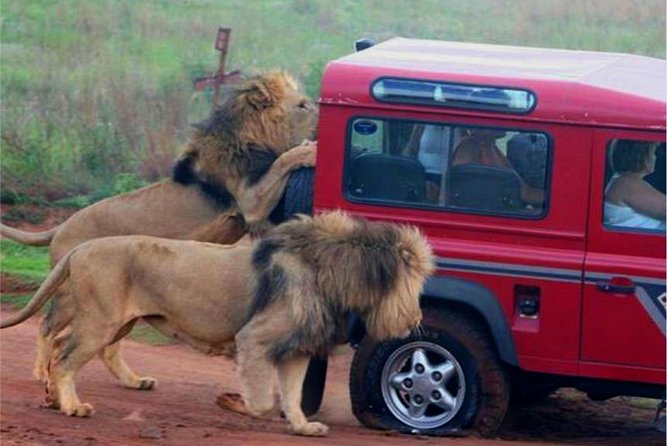 Half Day Safari Tour from Durban - Half-Day Timing From Durban: How the 6-Hour Plan Feels in Real Life