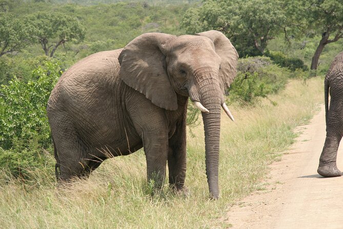 Half Day Safari Tour from Durban - Natal Lion Park: Up Close With a Resident Pride (Plus Elephants and Rhino)