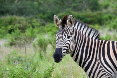 Half Day Safari Tour from Durban - Comfort and Photo Reality: What to Expect Inside the Vehicle
