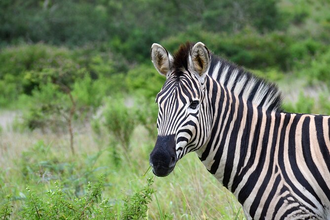 Half Day Safari Tour from Durban - Comfort and Photo Reality: What to Expect Inside the Vehicle