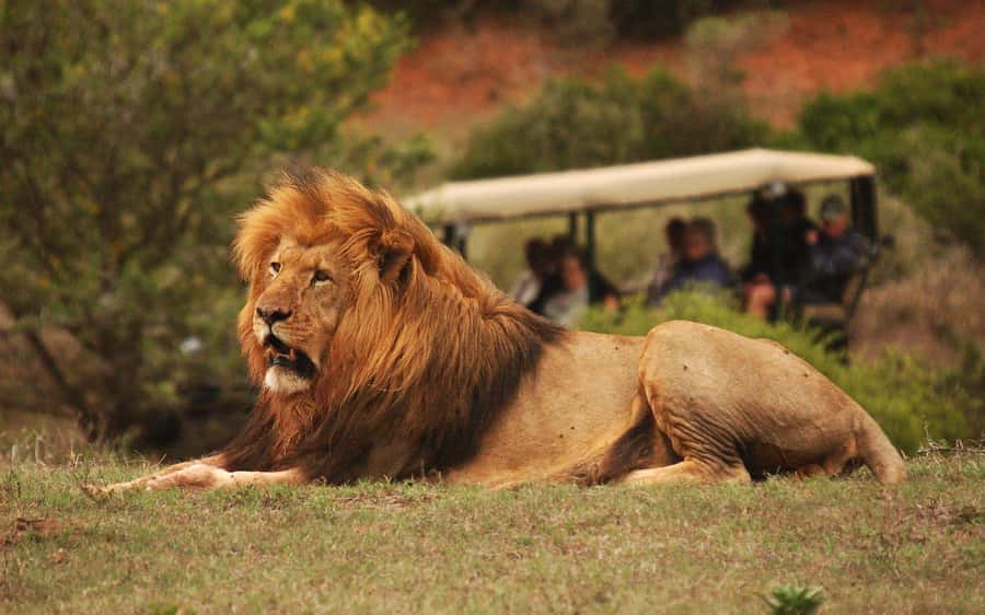 Half-Day Schotia Game Reserve (Open 4x4 Vehicle) - Schotia’s Big 5 promise on a half-day schedule