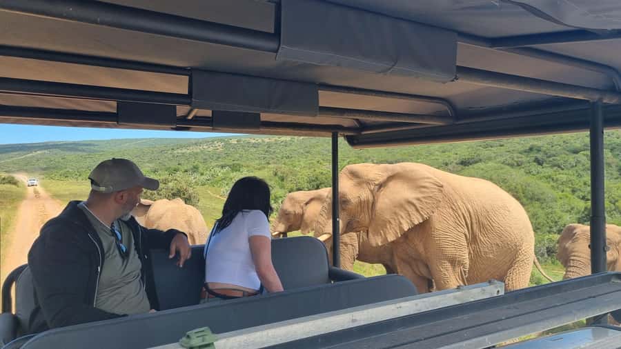 Half-Day Schotia Game Reserve (Open 4x4 Vehicle) - The Big 5 checklist (and the real odds of seeing all five)