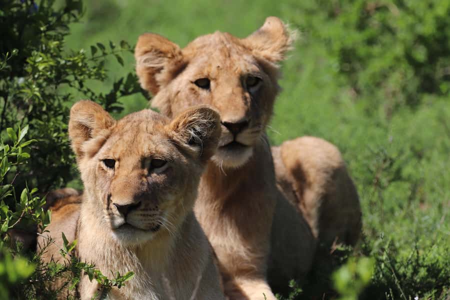 Half-Day Schotia Game Reserve (Open 4x4 Vehicle) - Beyond Big 5: hippos, crocodiles, and antelope action