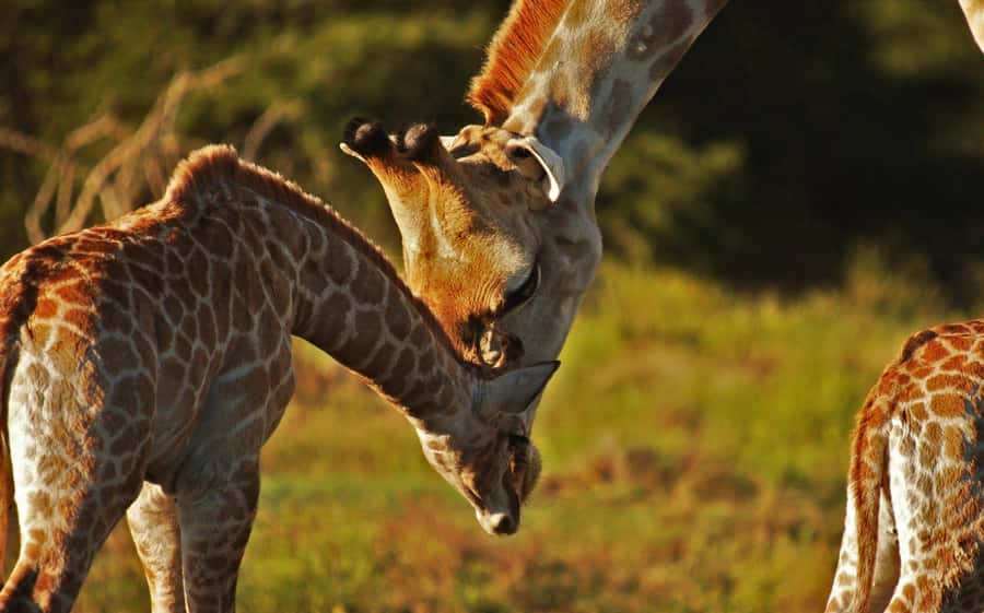 Half-Day Schotia Game Reserve (Open 4x4 Vehicle) - Included value: guide, entry fees, and the practical extras