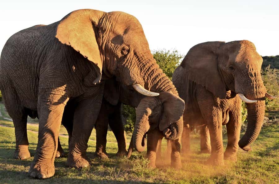 Half-Day Schotia Game Reserve (Open 4x4 Vehicle) - What to bring (and what will make the drive worse)