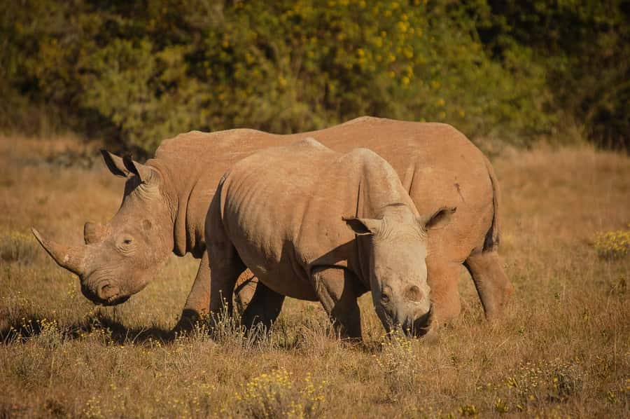 Half-Day Schotia Game Reserve (Open 4x4 Vehicle) - Open 4x4 vehicle: the thrill comes with the weather tax
