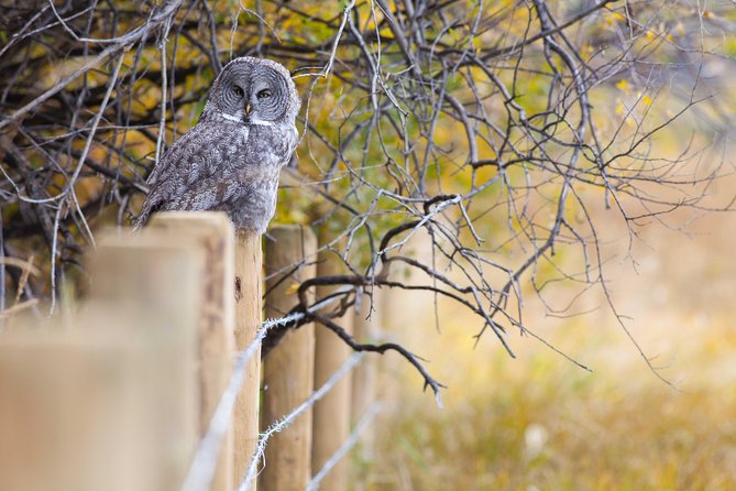 Half-Day Wildlife Safari Tour in Grand Teton National Park - The best use of 4 hours in Grand Teton