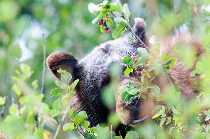 Half-Day Wildlife Safari Tour in Grand Teton National Park - Stop-by-stop: what each location adds
