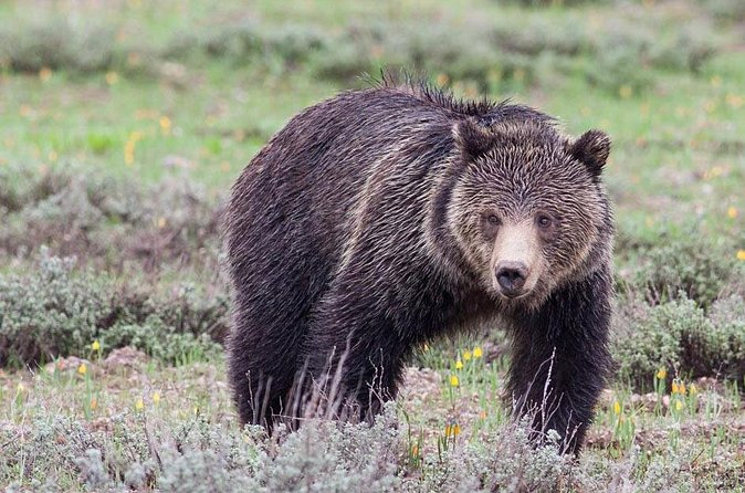 Half-Day Wildlife Safari Tour in Grand Teton National Park - Wildlife viewing: manage expectations the right way
