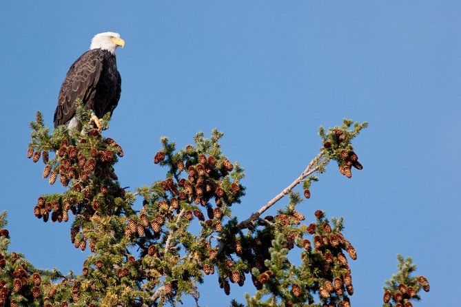 Half-Day Wildlife Safari Tour in Grand Teton National Park - What the tour includes (and why it matters)