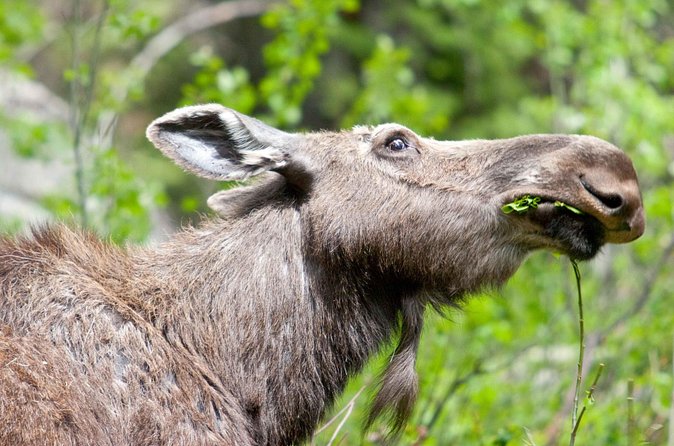 Half-Day Wildlife Safari Tour in Grand Teton National Park - Price and value: $170 plus what you still pay