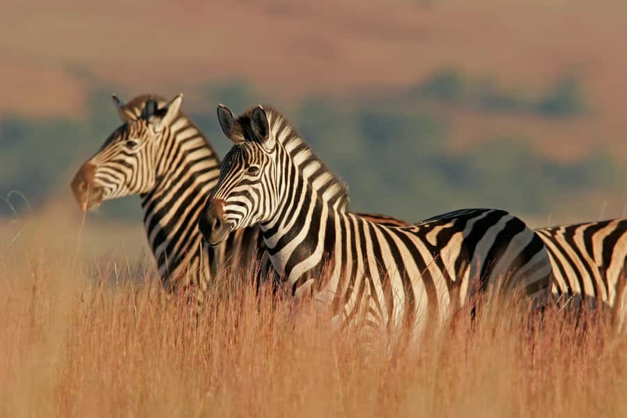Hartbeespoort: Lion and Safari Park Guided Tour - Where this Hartbeespoort safari fits in your day