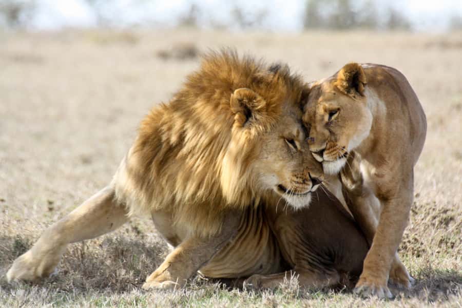 Hartbeespoort: Lion and Safari Park Guided Tour - Meeting at the Lion & Safari Park departure lounge