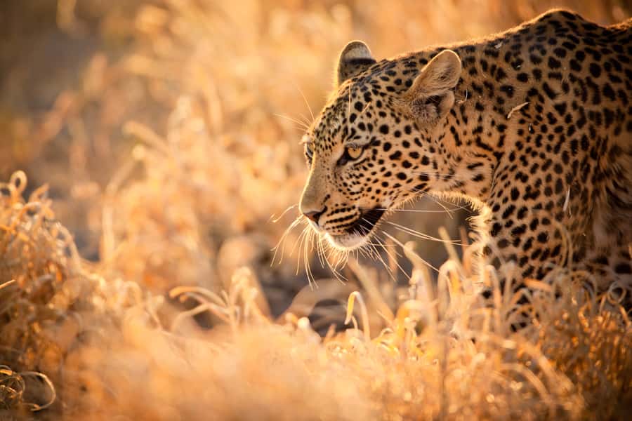 Hartbeespoort: Lion and Safari Park Guided Tour - Lions, leopards, hyenas, and cheetahs: the enclosure moments