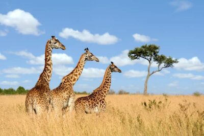 Hartbeespoort: Lion and Safari Park Guided Tour - The safari truck ride: what you actually do