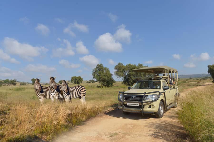 Hartbeespoort: Lion and Safari Park Tour - Key highlights to look for on this Hartbeespoort safari