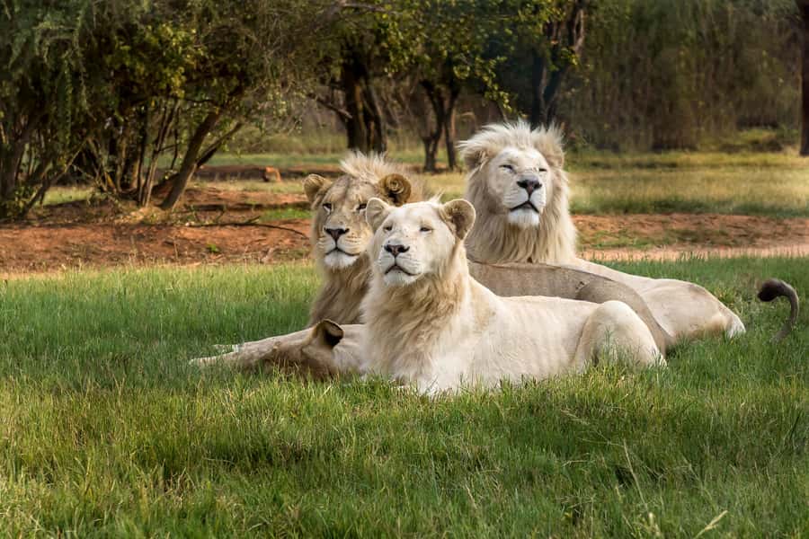 Hartbeespoort: Lion and Safari Park Tour - Hartbeespoort safari basics: where it starts and what the 3 hours includes