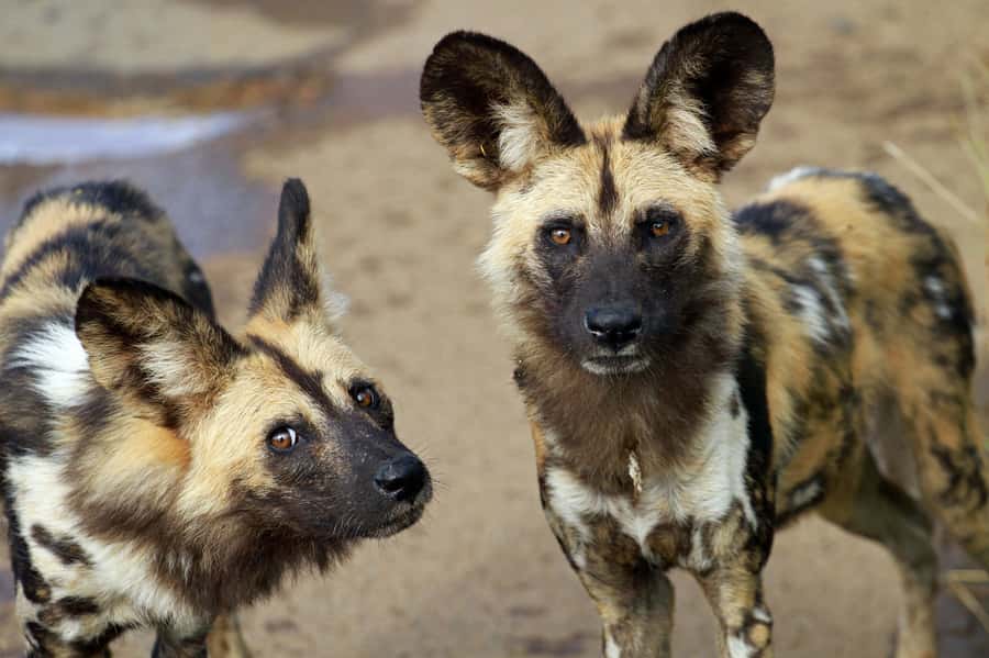 Hartbeespoort: Lion and Safari Park Tour - Lion, wild dog, and cheetah enclosures: the heart of the drive