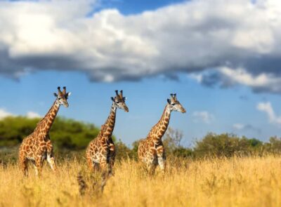 Hartbeespoort: Lion and Safari Park Tour - Setting expectations: predator sightings are the goal, not a guarantee