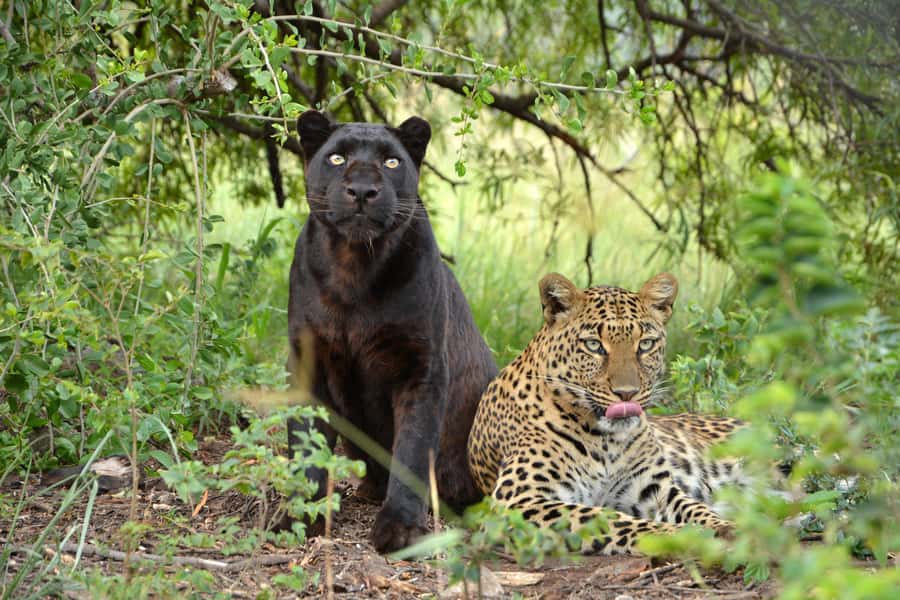 Hartbeespoort: Lion and Safari Park Tour - Hyenas, leopards, and free-roaming antelopes on the 600-hectare circuit