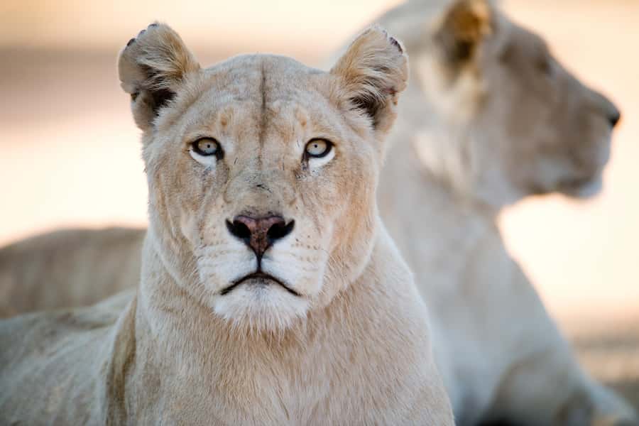 Hartbeespoort: Lion and Safari Park Tour - The Crocodile River private beach stop: why it’s more than a break