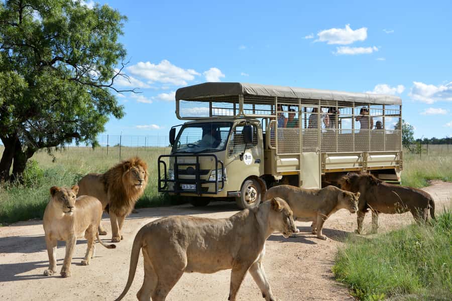 Hartbeespoort: Predator Safari with a Guide - Key things to know before you go