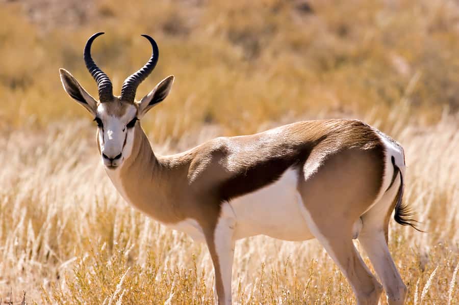 Hartbeespoort: Predator Safari with a Guide - Why this Hartbeespoort predator safari works so well