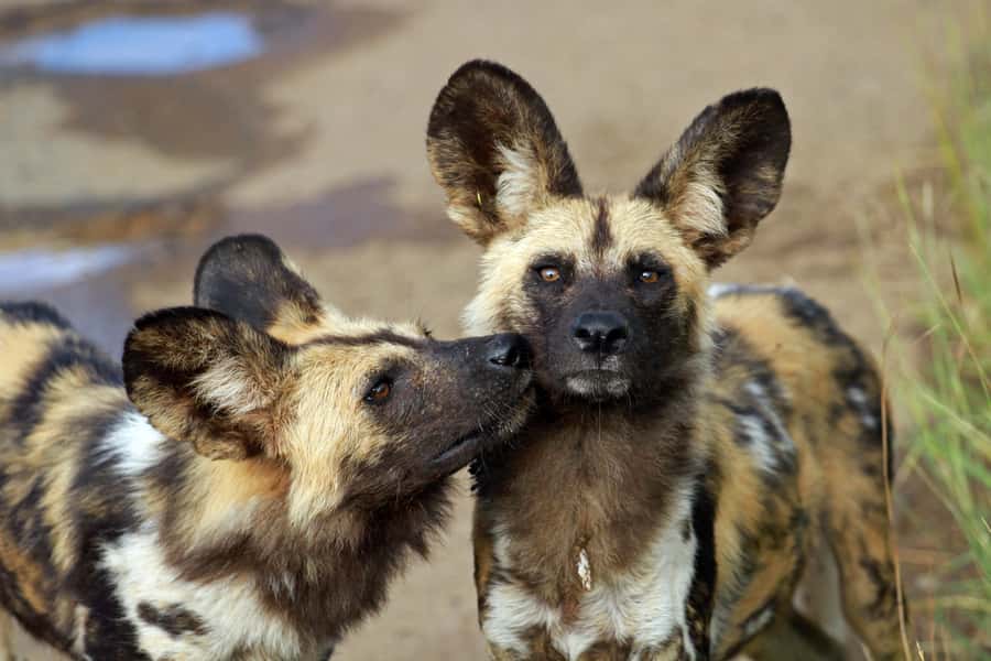 Hartbeespoort: Predator Safari with a Guide - How the safari truck viewing changes your chances to see lions, wild dogs, and cheetahs