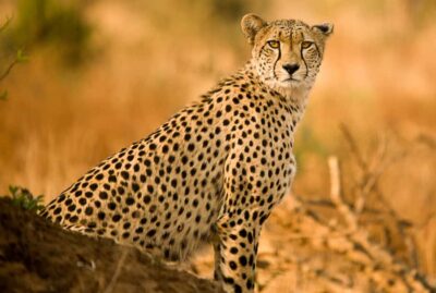 Hartbeespoort: Predator Safari with a Guide - Getting to Lion & Safari Park and starting your hour