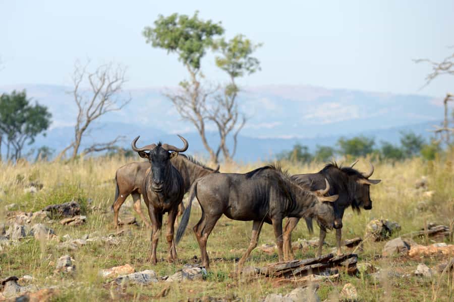 Hartbeespoort: Self-Drive Lion and Safari Park Tour - Hartbeespoort Lion & Safari Park: a self-drive safari that fits real schedules
