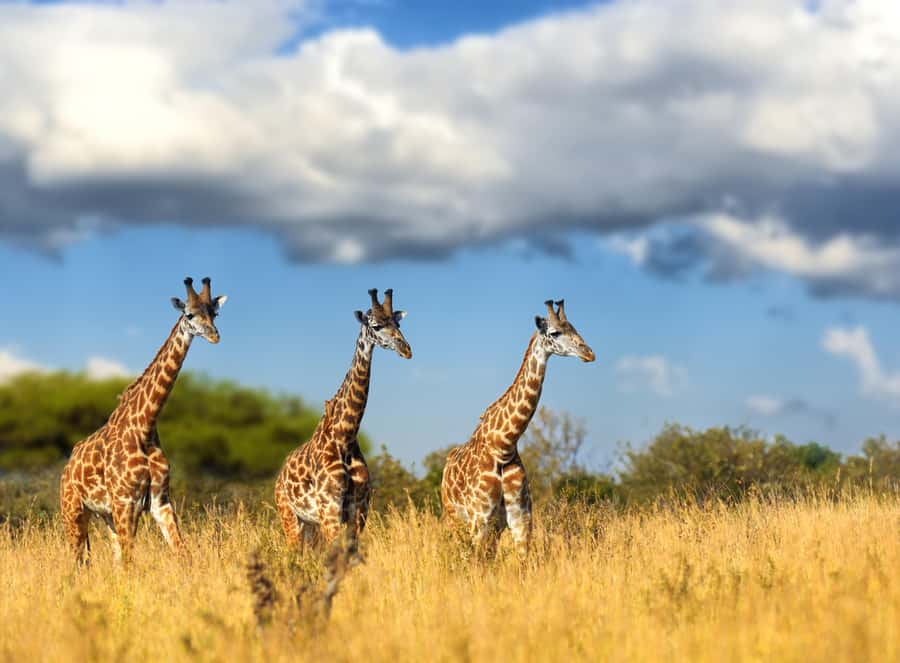 Hartbeespoort: Self-Drive Lion and Safari Park Tour - Your route: driving through the lion, wild dog, and cheetah enclosures